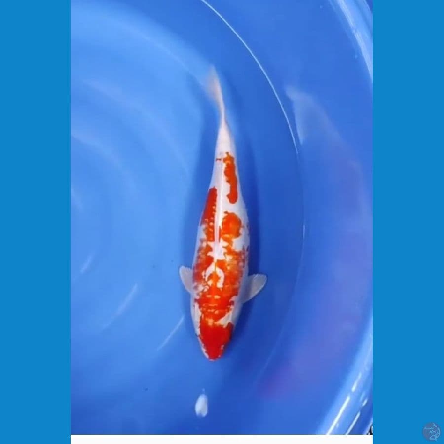 43 CM - BADAK AIR 