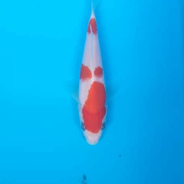 SQ KOHAKU