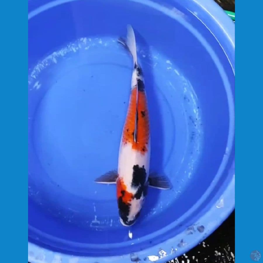 43 CM - KINDAY SHOWA