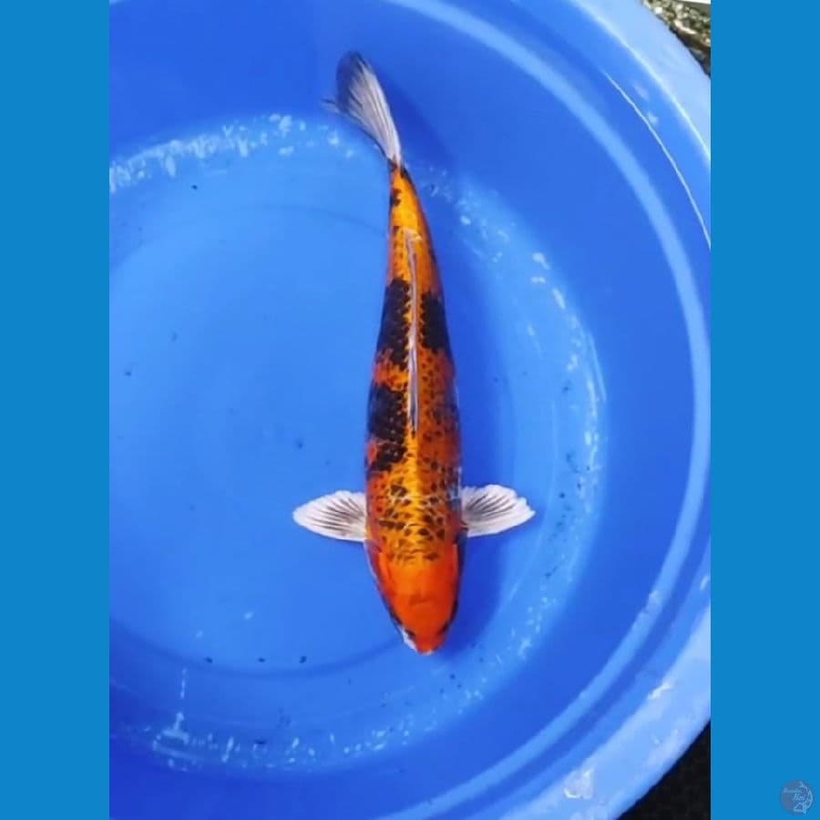 40 CM - KIN KAGE SHOWA
