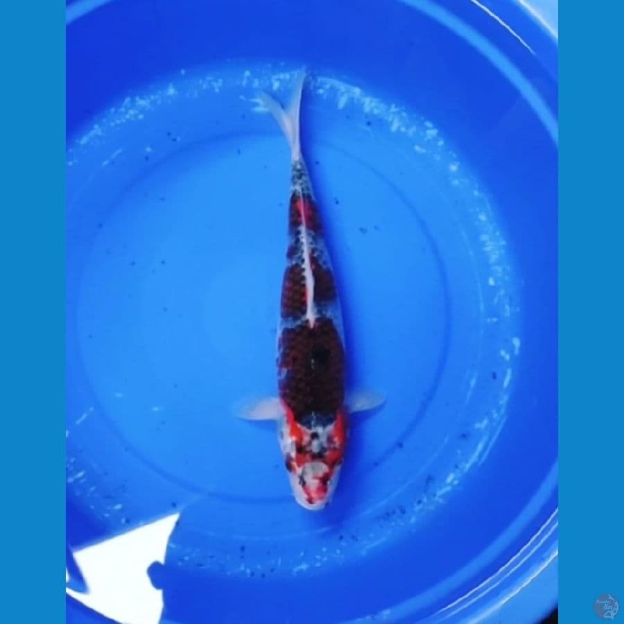 40 CM - GOSIKI STEP 3