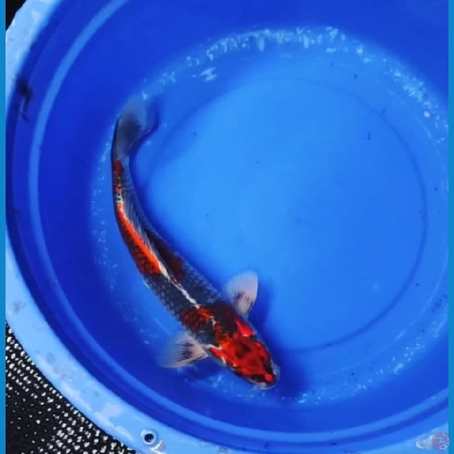 40 CM - RED GOSIKI