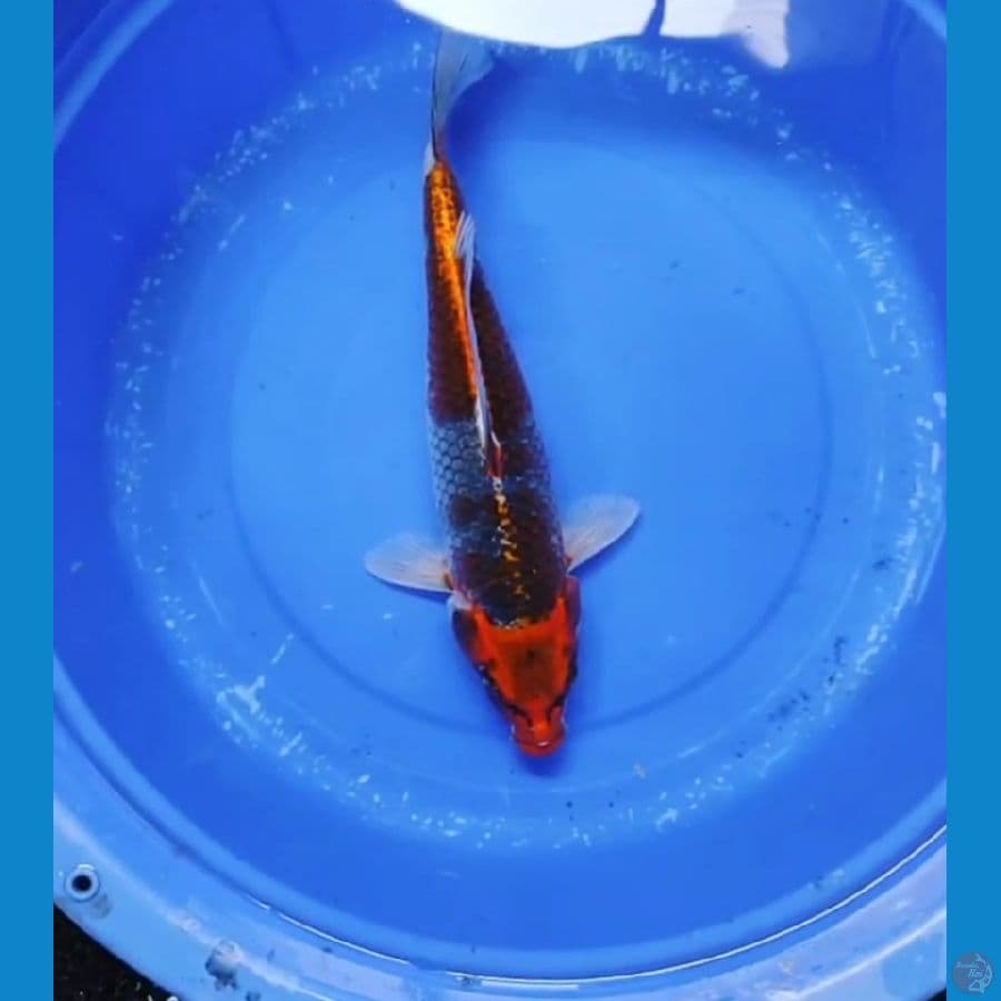 40 CM - GOSIKI