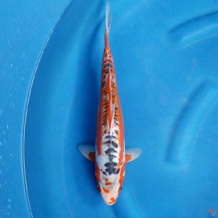 HANA SHUSUI 33 CM MALE
