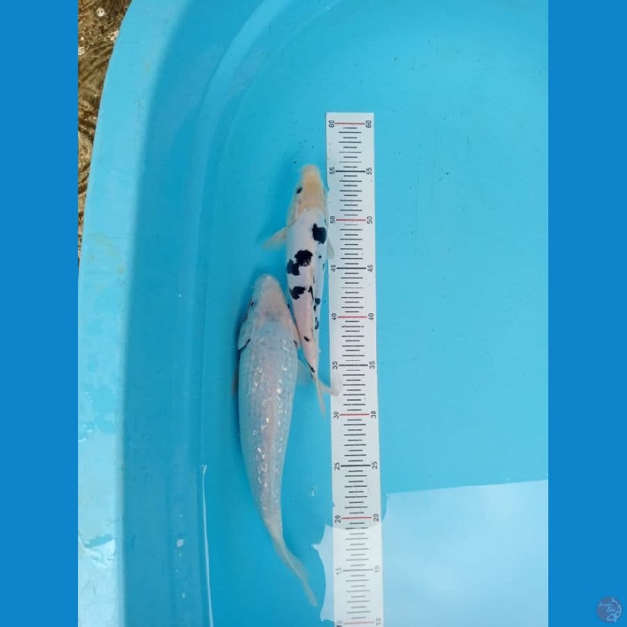 Mix 24 - 30 cm