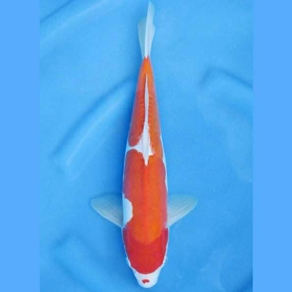 Smooth Doitsu 34cm
