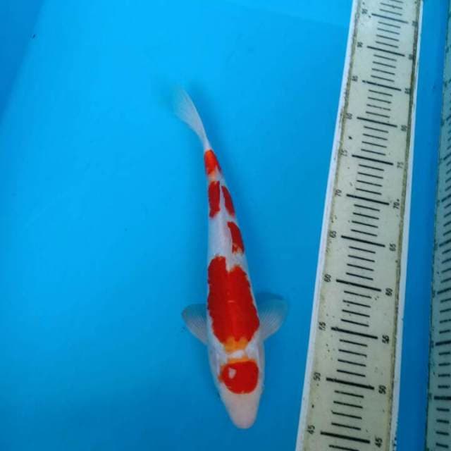 Maruten kohaku f1