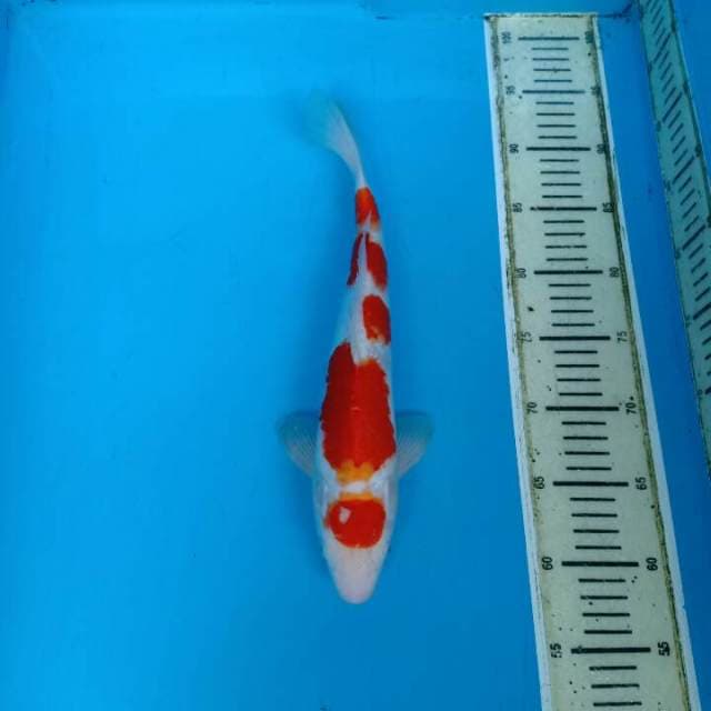 Maruten kohaku f1