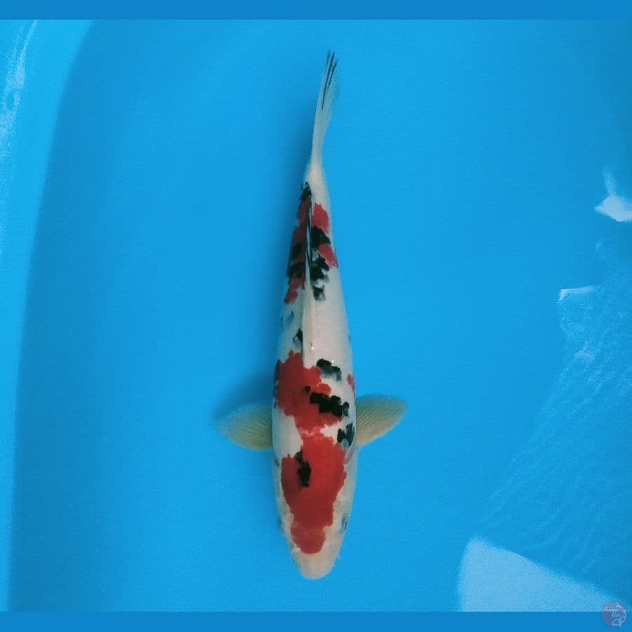 SANKE 40 CM