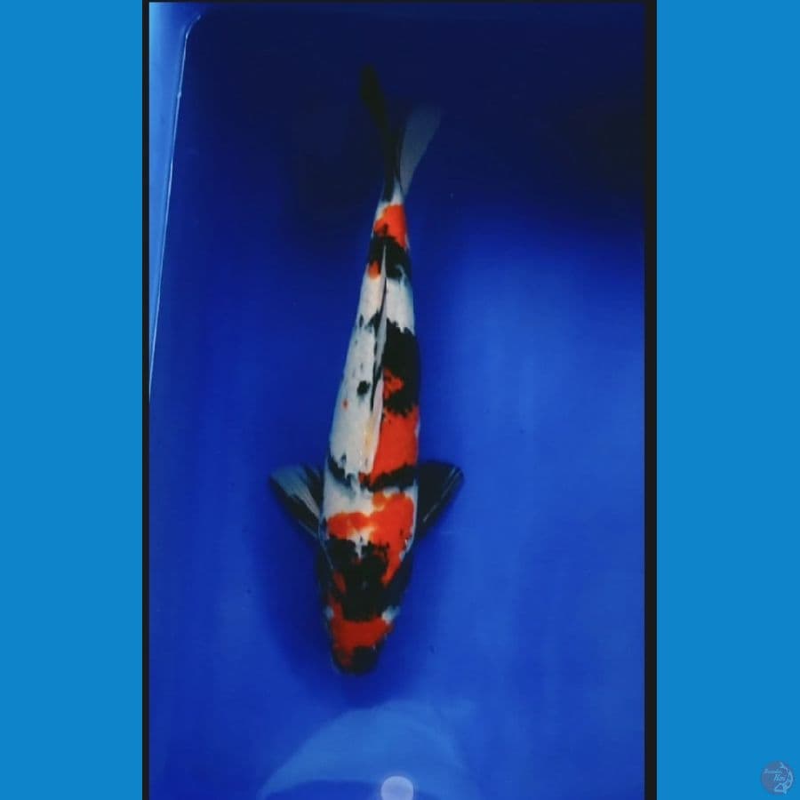 showa 41