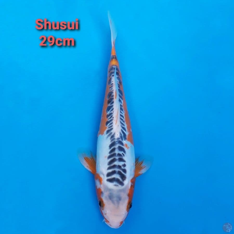 SHUSUI 30CM RING RAPI
