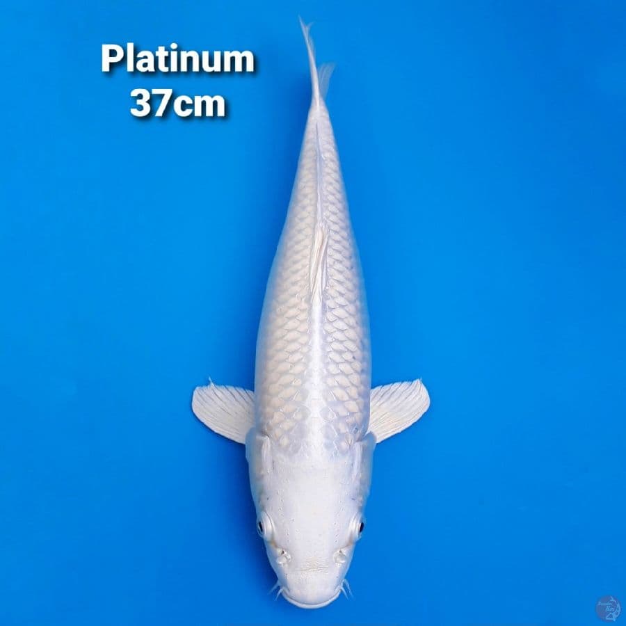 PLATINUM 37CM JUMBO
