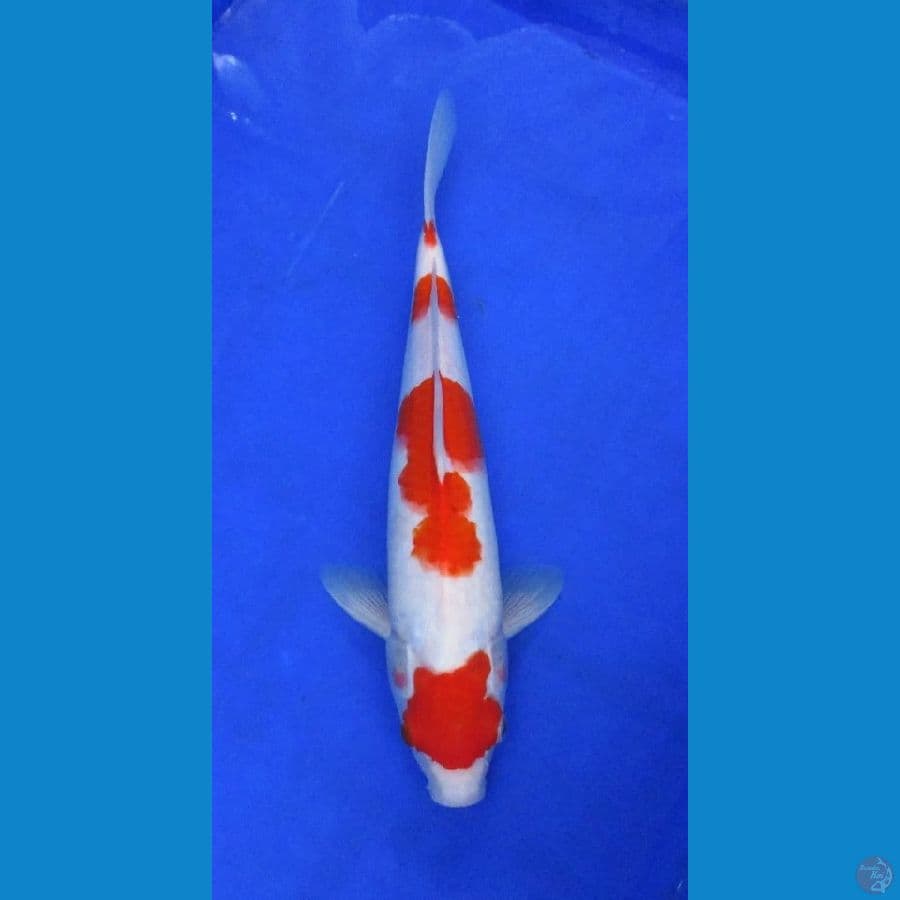 kohaku ±35bu