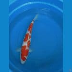 kohaku 45cm fml . 