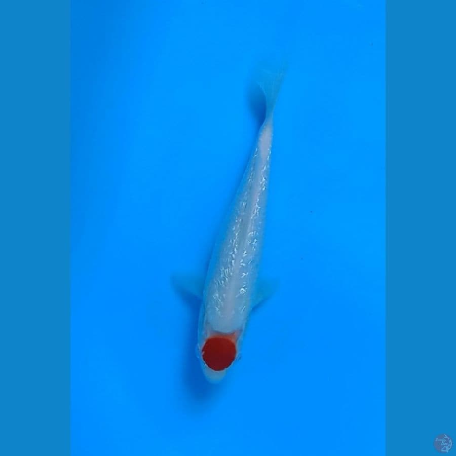 tancho kohaku ginrin