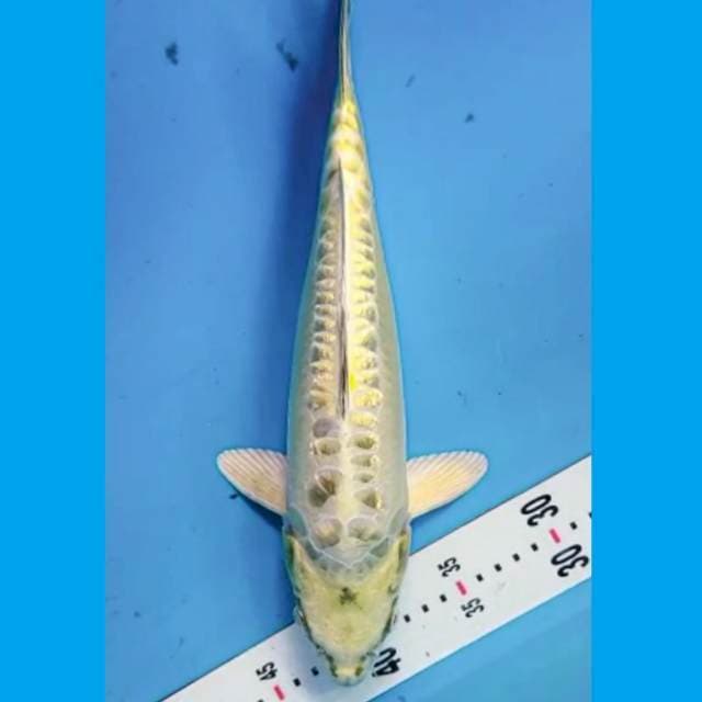 Mukashi Ogon Doitsu Ajib