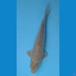 midori jumbo male 34cm