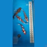mix 4 ekor 35 - 38 cm