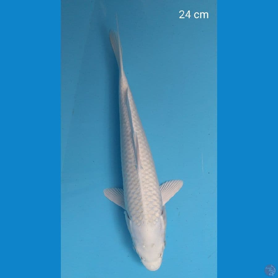 CUAN - platinum 24cm