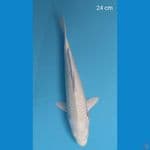 CUAN - platinum 24cm