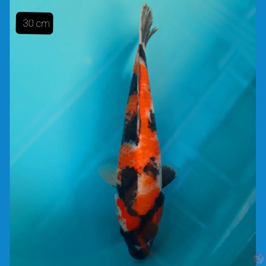 grade A 30 cm