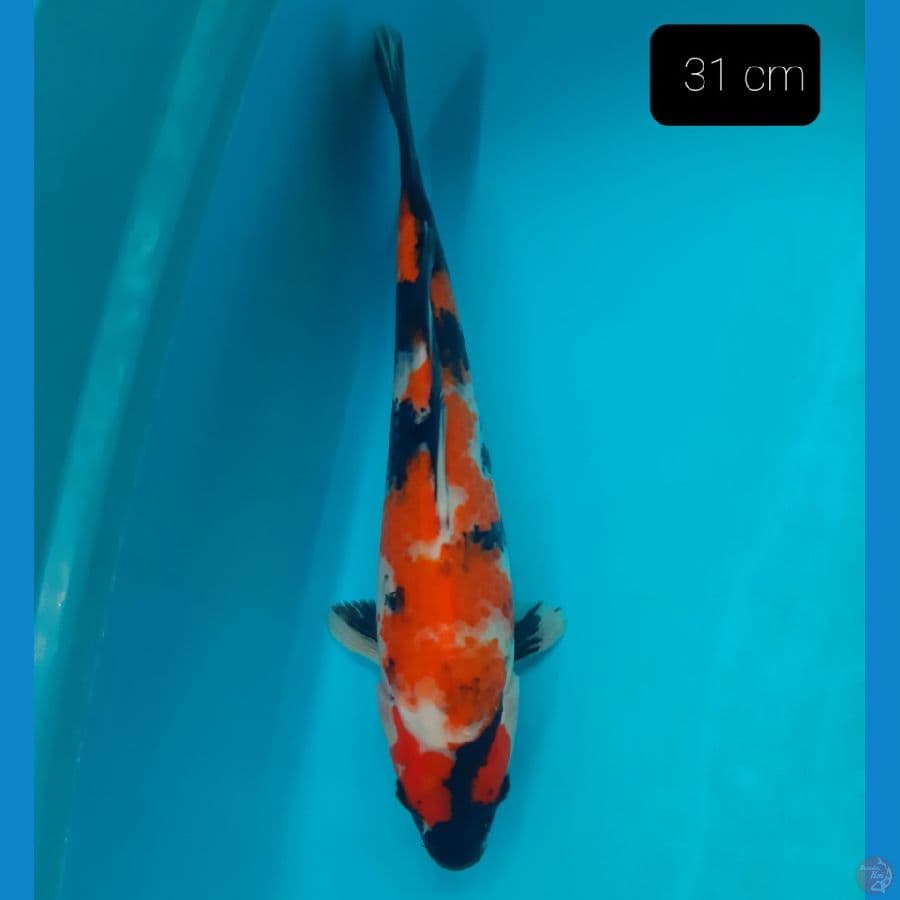 showa 31 cm