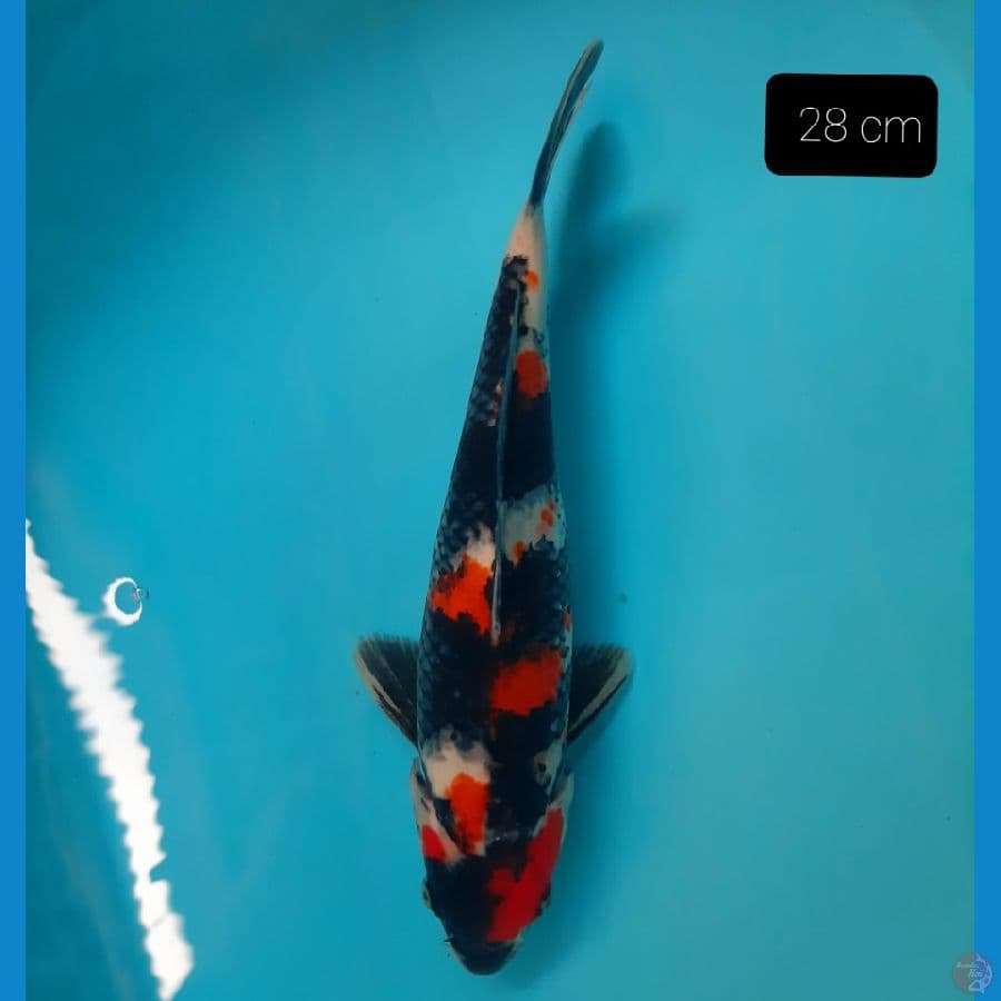 grade A kindai 28 cm