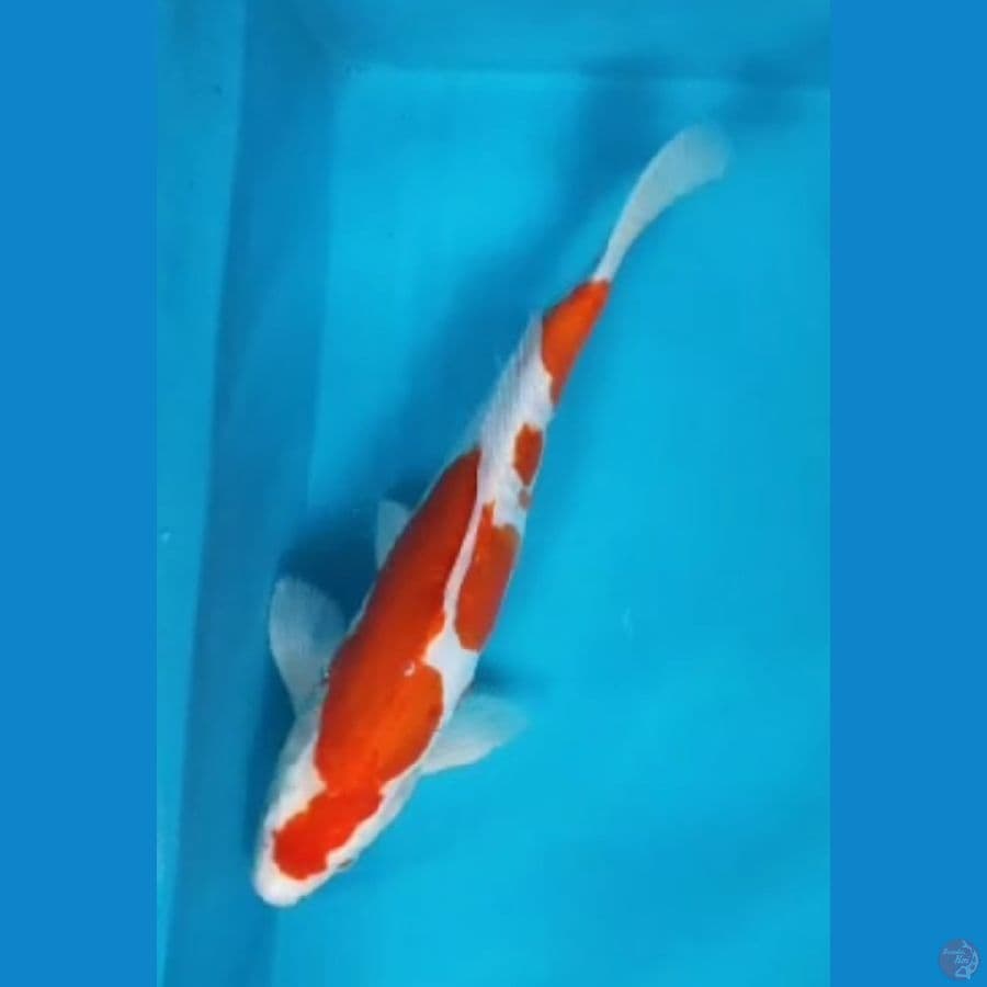 Kohaku doitsu 33cm male