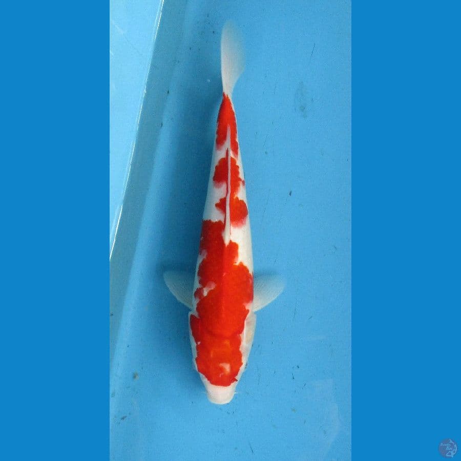 kohaku ±35bu