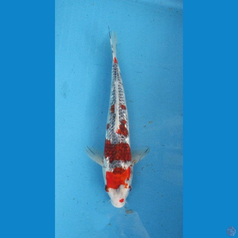 gosiki ginrin ±35bu