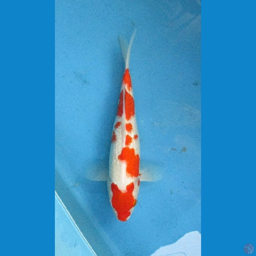 kohaku ginrin ±30bu