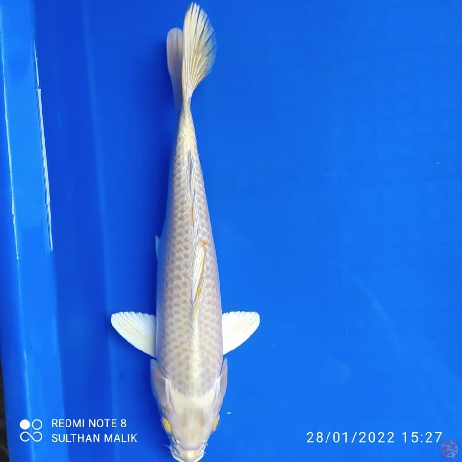 ogon33 cm