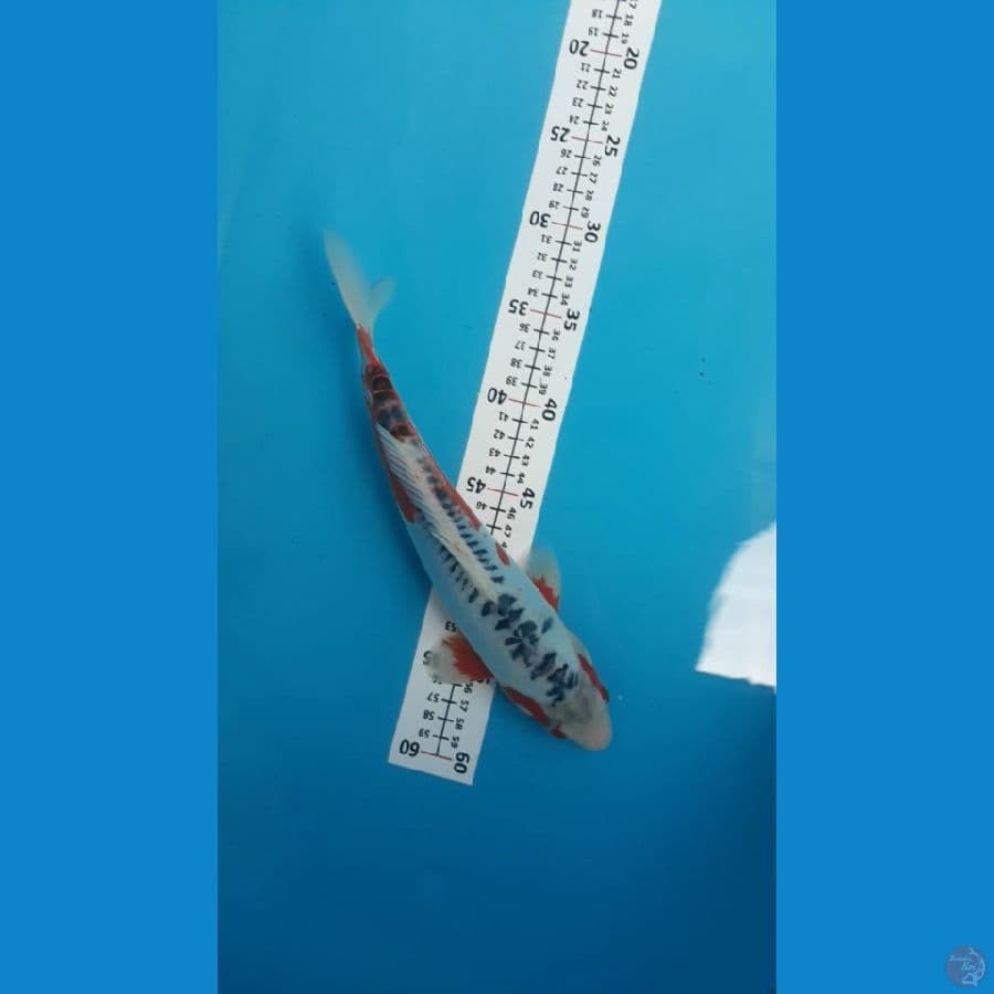 Hana Shushui ,motoaka imbang /33cm/Jantan