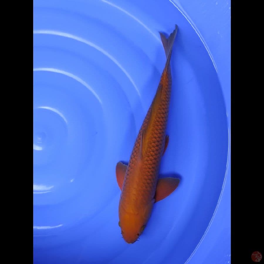 Cagoi Male 42CM