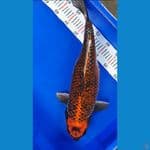GIN KABUTO 49cm/fm ⁶