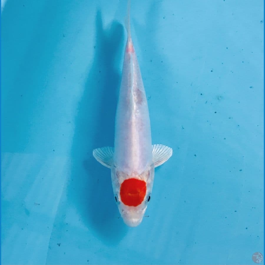 tancho kikushui, 17 cm