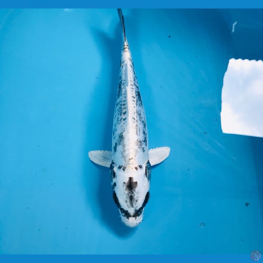 kikokuryu, 29 cm
