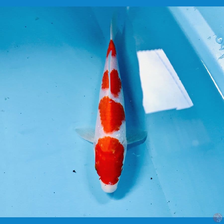 kohaku, 21 cm