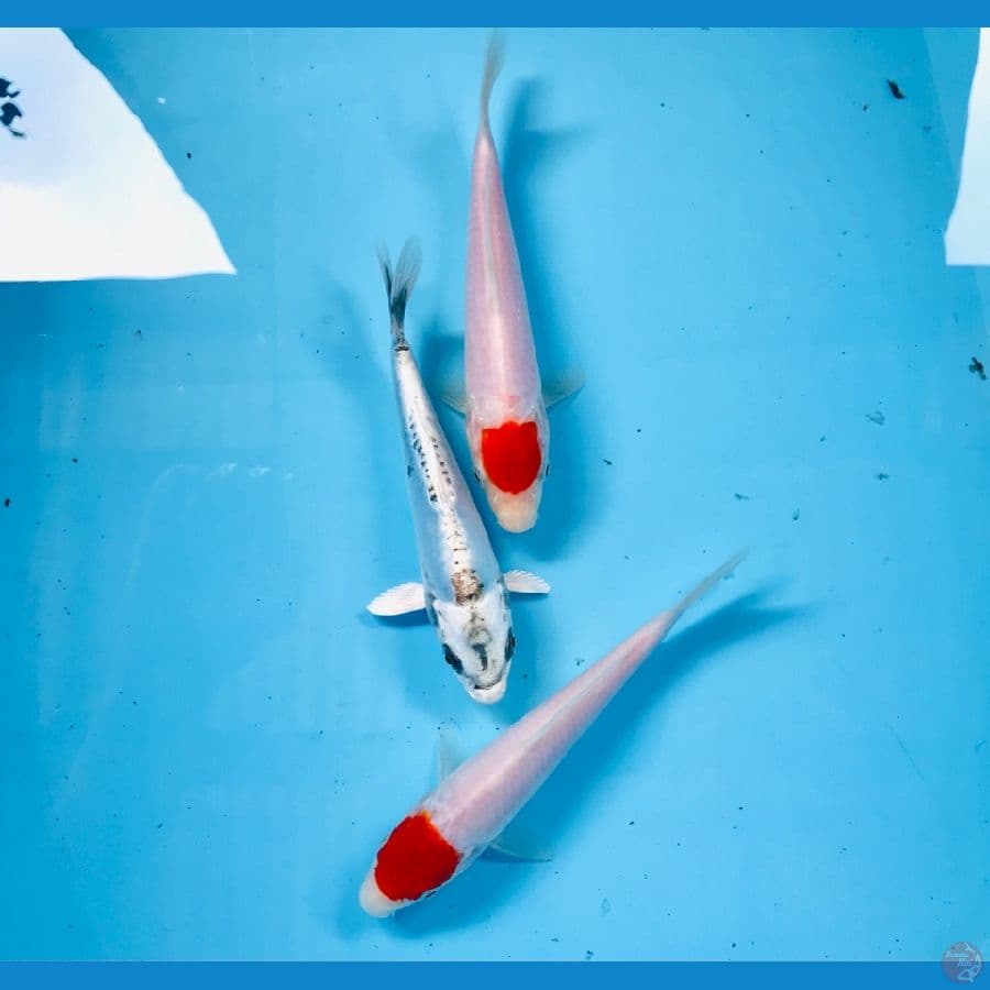 mix koi, 20bu