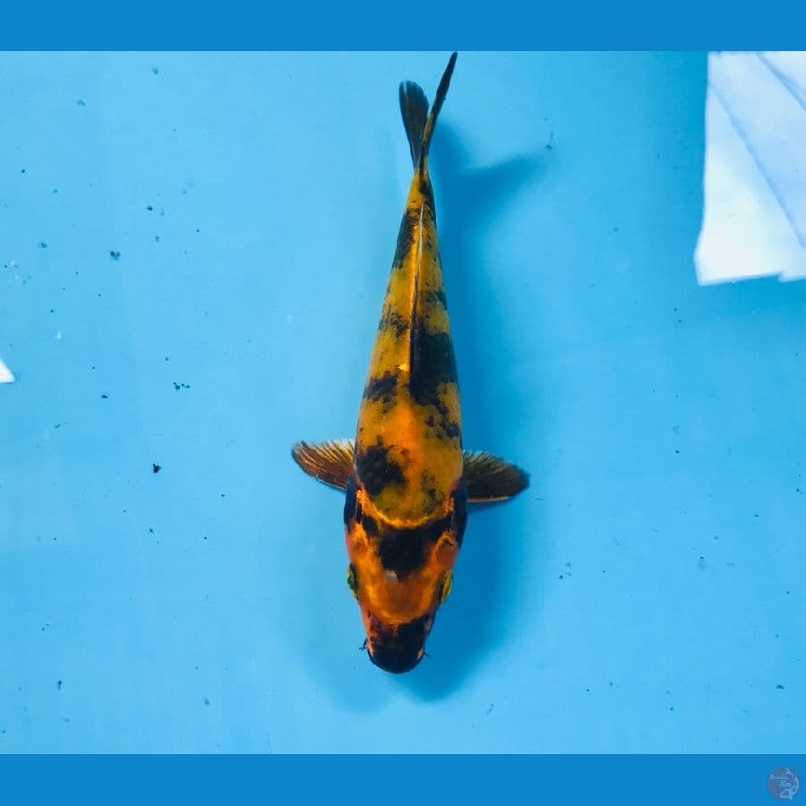 hikari utsurimono, 16 cm