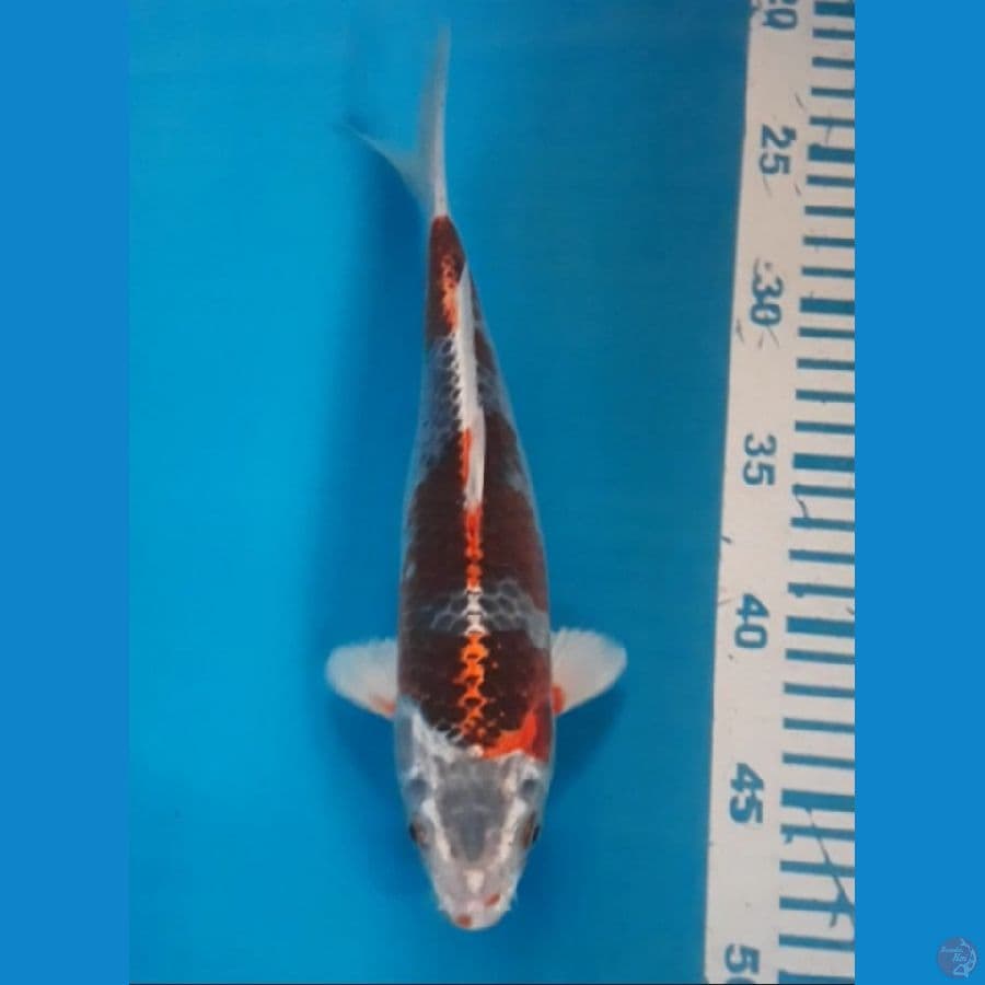 kujaku 25 cm