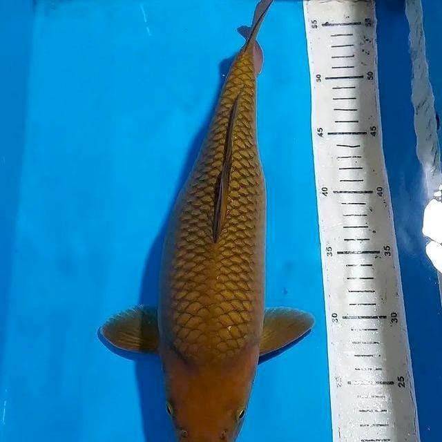 CHAGOI TEMBAGA PUNUK UNTA 35 CM