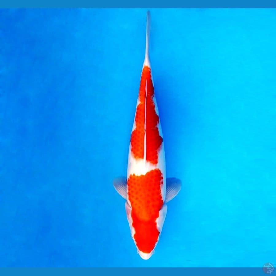 6.KOHAKU 35 CM/FML