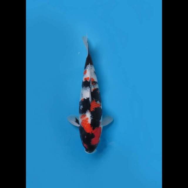 38cm , Showa Sanshoku 