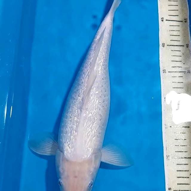 SHIROMUJI GINDRIN 40 CM