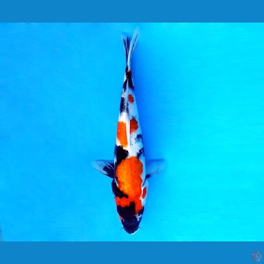 9.SHOWA SANSHOKU 31 CM/FML