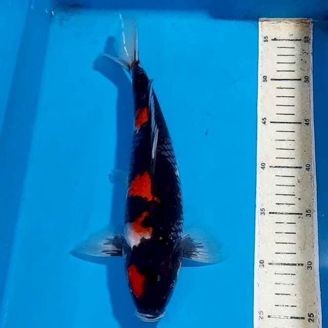 BLACK BAJA HITAM SHOWA 32 CM