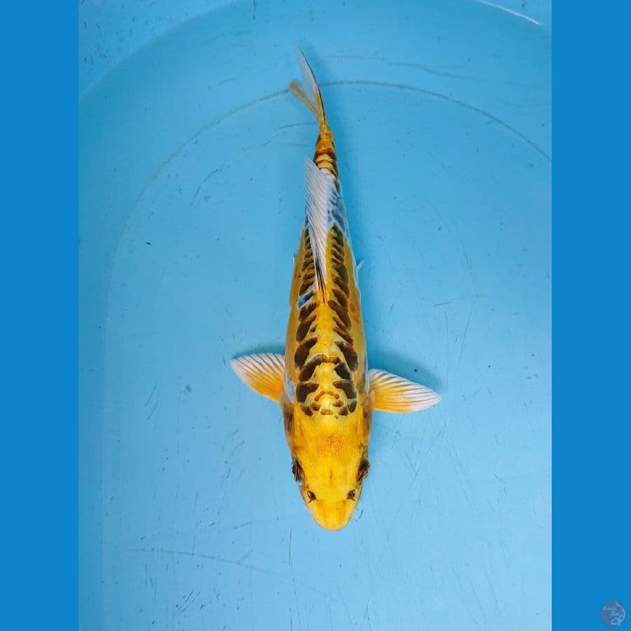 DOITsU KUJAKU 32 cm