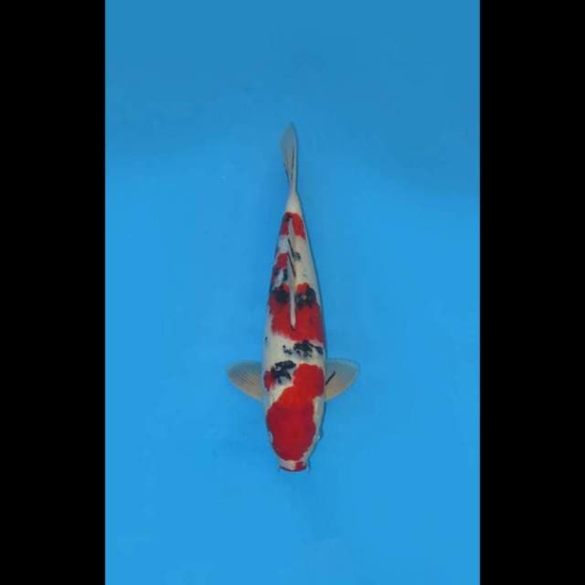 40cm , Red Taisho Sanke 