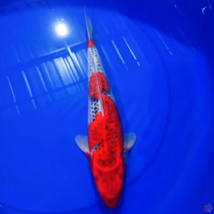 goshiki 35 cm